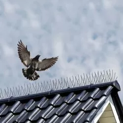 Bande de pics métalliques anti-oiseaux